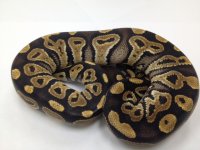 Mystic male-2.jpg