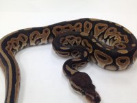 Black Pastel female.jpg