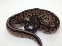 Black pastel female-2.jpg