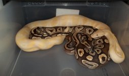 2013 breedings 001.jpg