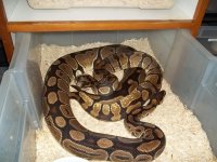 enchi x normal.jpg