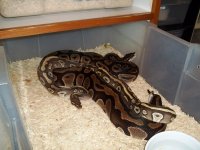2013 breeding groups 003.jpg