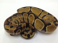 Enchi male.jpg