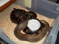 2013 breeding groups 002.jpg