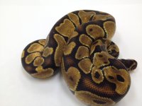 Enchi male-2.jpg