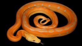 0001010_albino_sunfire_goldenchild_550.jpeg