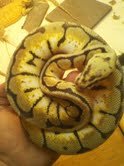 snake.jpg