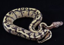 SCM#1pic1.JPG