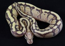 SCM#2pic2.JPG