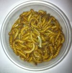 250-jumbogiant-mealworms-.jpg 250-jumbogiant-mealworms-.jpg
