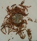 500-mini-mealworms-12.jpg 500-mini-mealworms-12.jpg