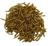 medium-mealworms-25-50-100-250ct-cups.jpg medium-mealworms-25-50-100-250ct-cups.jpg