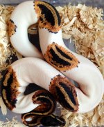Yellowbelly Pied M2.jpg
