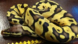 Fire fly Het Pied.jpg