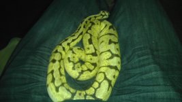 Bumblebee 100%het red axanthic female feb. 2012 cb.jpg