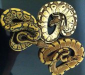 Ghost Lesser, spider.jpg