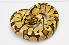 updated enchi fire.JPG