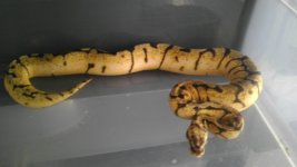 bumble bee het red girl pic 7.jpg