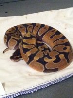enchi 4.jpg