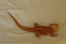 IMG_0982.jpg