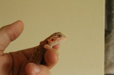 IMG_0971.jpg