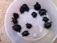 spotted hatchlings.JPG