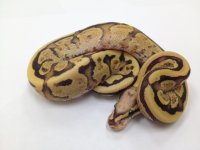 Vanilla cream male.jpg