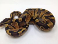 Yellowbelly enchi male-3.jpg