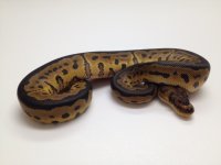 Male #2.jpg