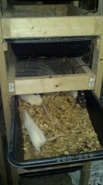 rat rack 2.jpg