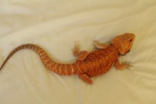 IMG_0981.jpg