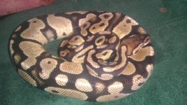 BELL Line Pastel Female 2008.jpg