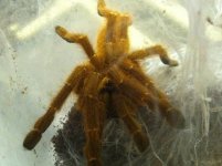 moar spiders (2).JPG