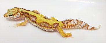 Jungle Striped Las Vegas Albino F.jpg