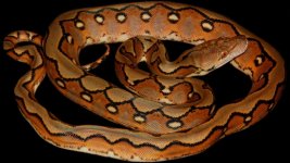 0000497_sunfire_het_genetic_stripe_550.jpeg