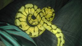 bumble bee 100%het red axanthic female febuary 2012 cb.jpg