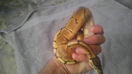 female 1 vanilla bee poss ench..1.jpg