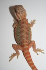 citrus orange hypotrans female.jpg