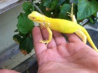 albino1 fauna.JPG