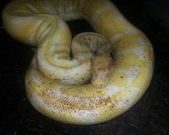 albino.jpg