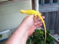 albino2 fauna.JPG
