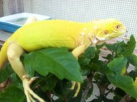 albino3 fauna.JPG