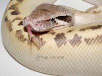 ivory.jpg