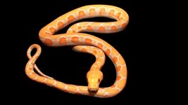 0001022_dwarf_white_albinos_550.jpg