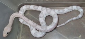 '11 #3 silver male 30g.jpg