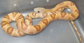 '12 blonde female 20g.jpg