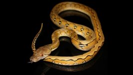 0001032_dwarf_platinum_het_genetic_stripes_550.jpeg