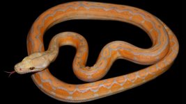 0000441_lavender_albino_motleys_550.jpg