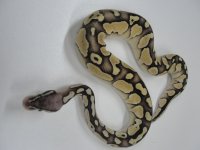 Butter Pastel 1.jpg
