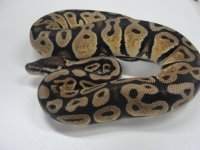 Lemon Pastel 1.jpg